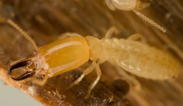 O specie de termite a ales să-şi apere coloniile printr-o metodă cu adevărat extremă