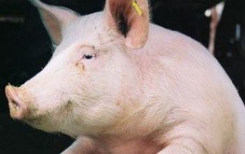 Din 2011 este în vigoare interdicţia la importul de carne de porc din Federaţia Rusă