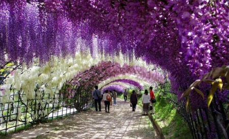 Tunelul florilor poate fi găsit în Grădina Kawachi Fuji