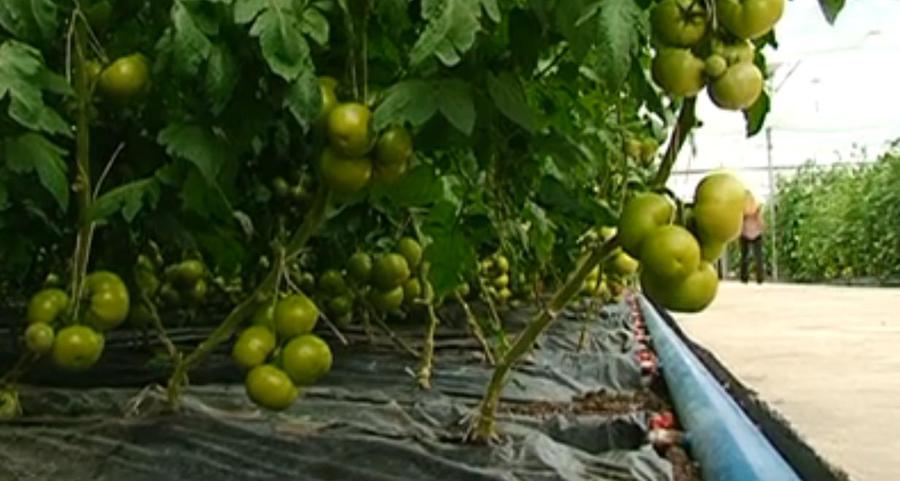 Roşiile moldoveneşti vor fi vândute în pieţele din ţară cu circa 30 lei, în timp ce roşiile din import au un preţ cu 4-5 lei mai mic.