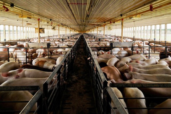 "Acest lucru poate fi primul focar printre epidemiile emergente, aşa cum denotă analiza bolii, efectuată de noi", a spus el