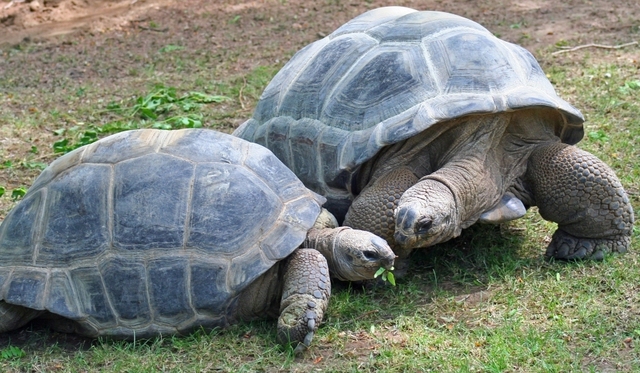 Rezultatele unor studii genetice recente contrazic clasificările zoologice tradiţionale, bazate pe anatomie