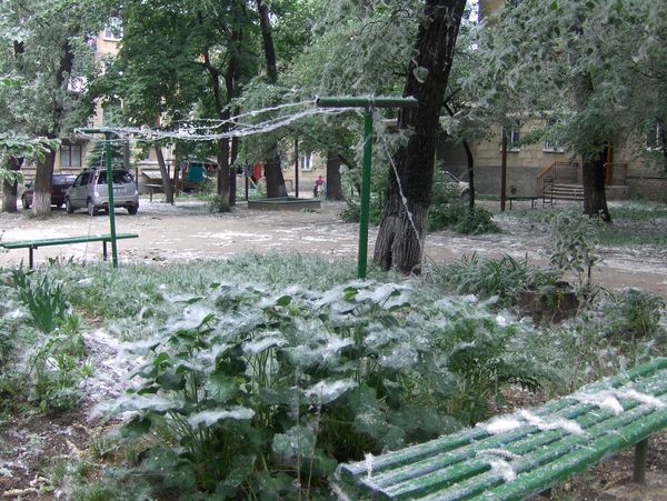 В этом году тополиный пух полетел намного раньше, чем обычно.