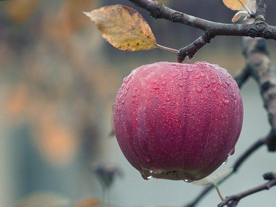 Назван продукт, лучше всего сжигающий жир в организме.