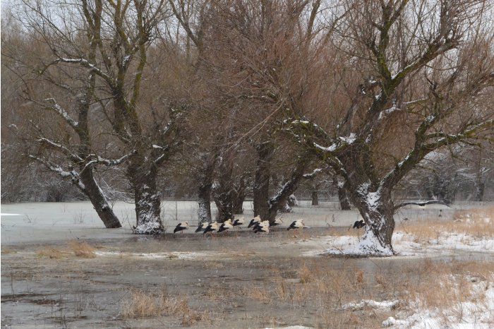 Silvicultorii au salvat mai multe berze de frig şi lipsă de hrană