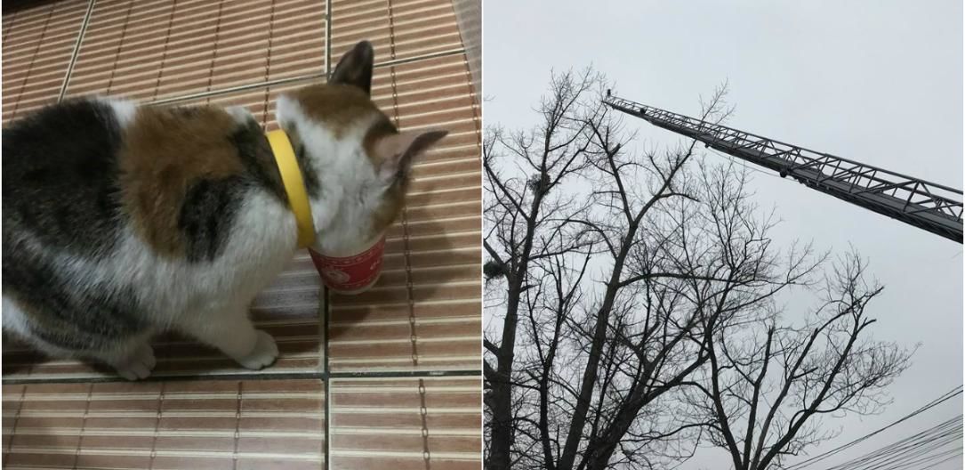 O pisică, blocată în vârful unui copac, salvată de oameni cu inimă mare