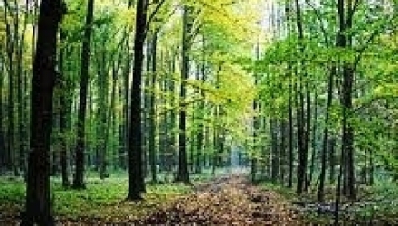 În prezent, vegetația forestieră și fondul forestier din Republica Moldova constituie 13,7% din suprafața țării.