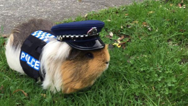 Un porcușor de Guineea, angajat oficial în poliția din Noua Zeelandă. 