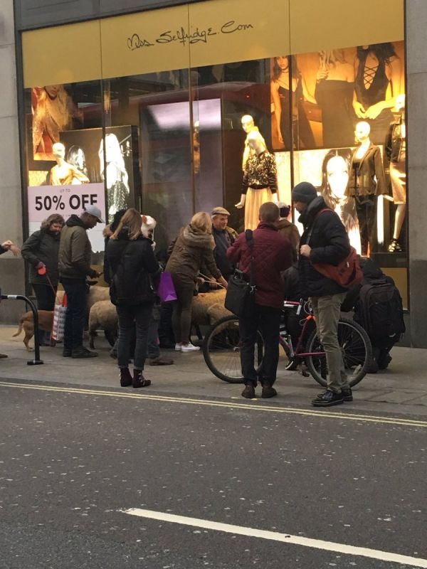 Trecătorii și patronii magazinelor au rămas stupefiați, văzând cârdul de oi, care a invadat Oxford Street-ul.