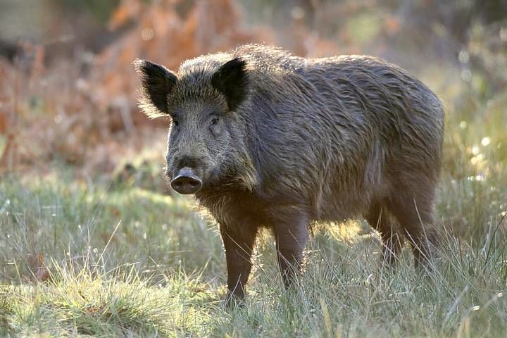 Alarmă: Mistreții ar fi infectați cu virsul pestei porcine