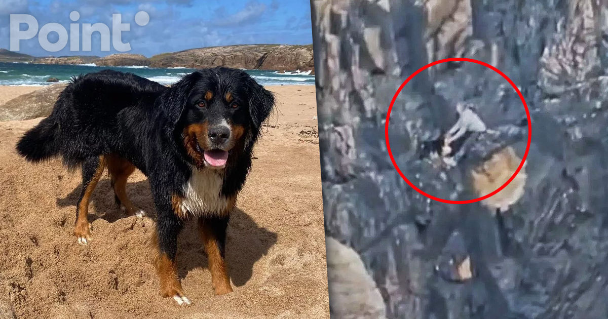Un câine a fost salvat în Irlanda după ce a stat pe marginea unei stânci timp de 15 zile.