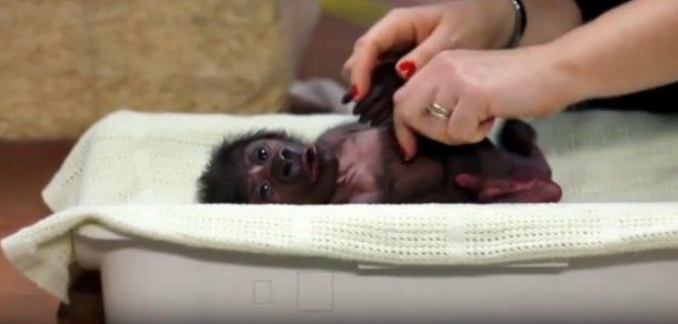 Un pui de gorilă s-a născut prin cezariană într-o menajerie britanică. Foto: captură video