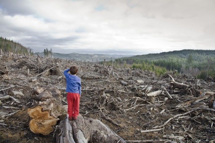 Печальная статистика: за сутки в Молдове вырубаются 73 гектара леса