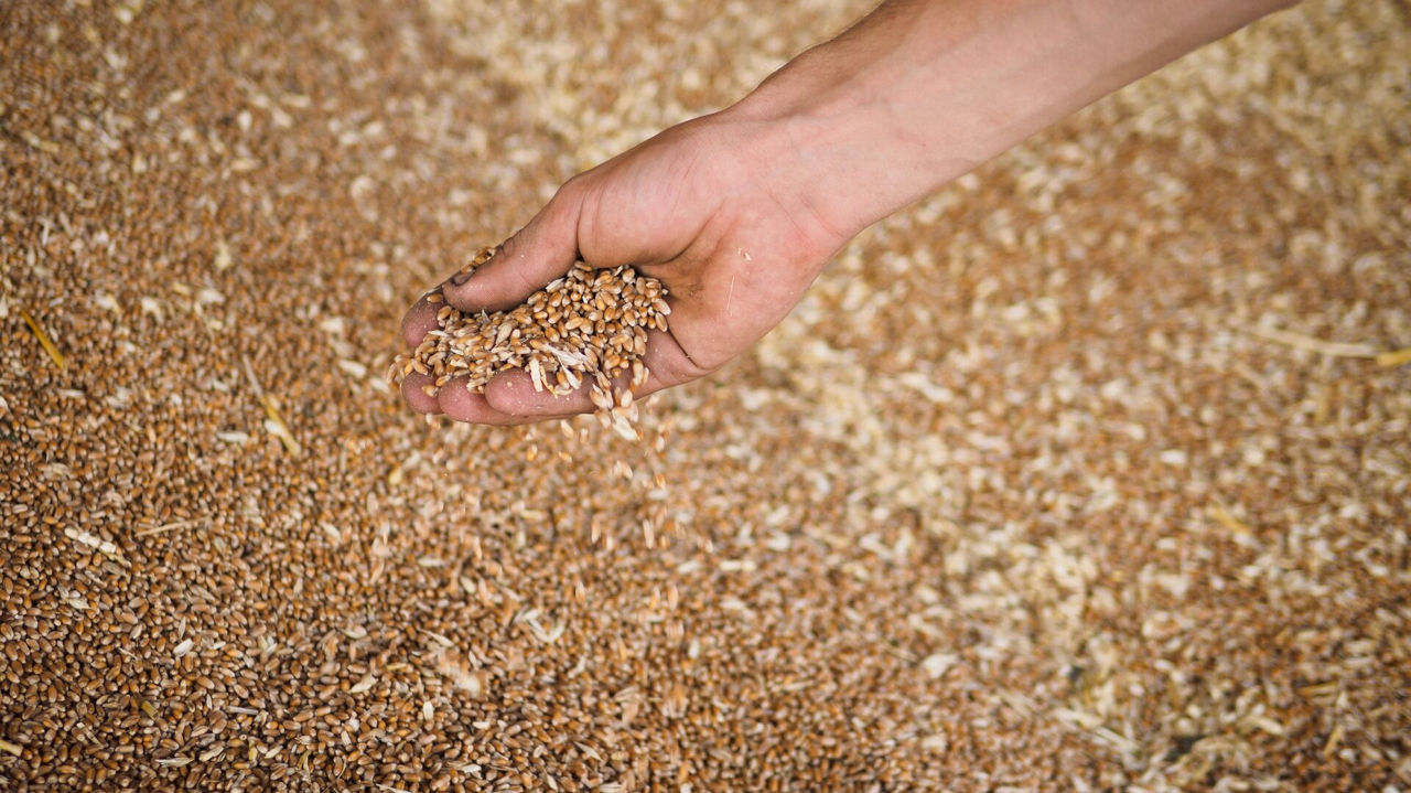 Grâul moldovenesc riscă să piardă piața UE din cauza nivelului scăzut de gluten.