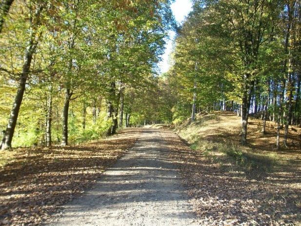 Молдсилва временно запретила въезд транспорта в лесные угодья.
