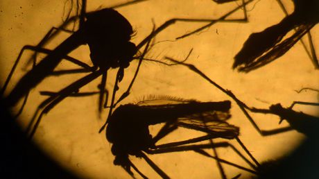 Virusul Zika a ajuns în Rusia. Foto: sputniknews.com