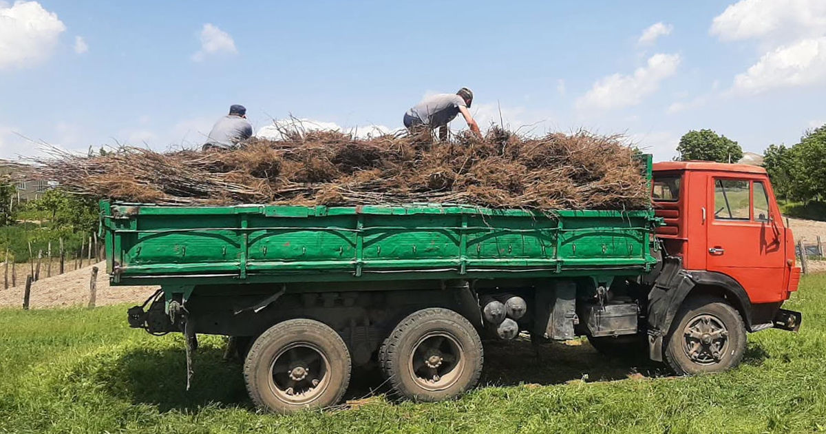Более 40 000 саженцев погибло в заповеднике Pădurea Domnească.