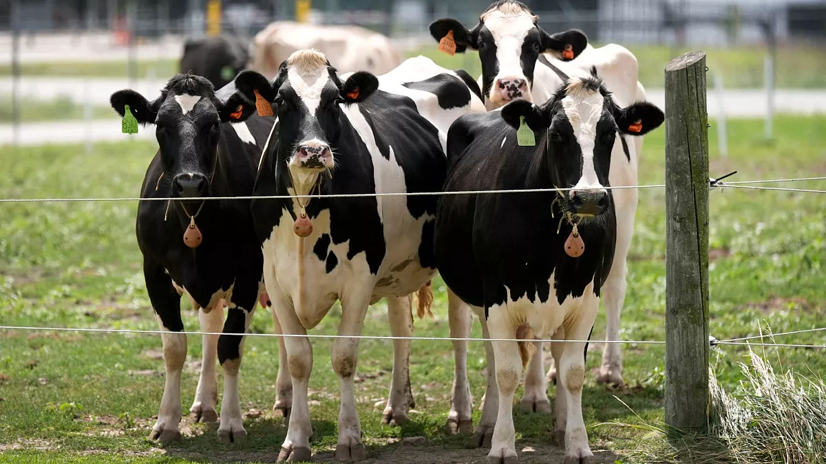 Ungaria nu exclude originea artificială a febrei aftoase.