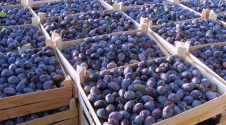 Партия зараженной продукции сопровождалась фитосанитарным сертификатом от 24 августа 2013 года, выданным Национальным агентством по безопасности пищевых продуктов Республики Молдова.