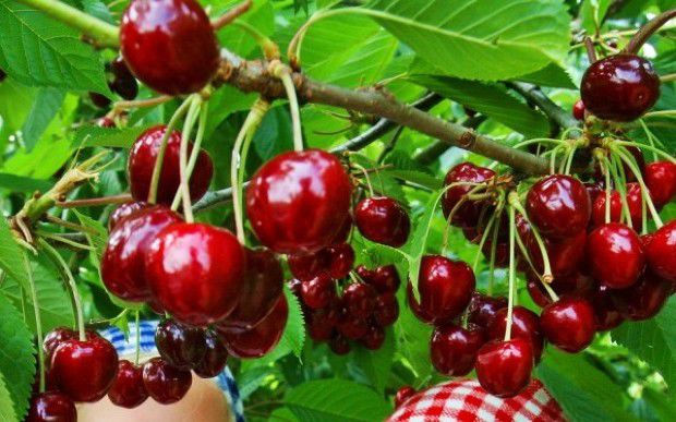 Cireşele sunt un antiinflamator natural.