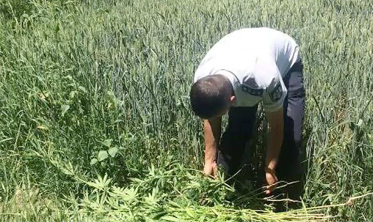 Одну из плантаций каннабиса полиция обнаружила в коммуне Гратиешты, другую в Бубуечах.