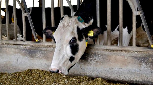 Sorina, prima vacă care a produs 100.000 de litri de lapte.