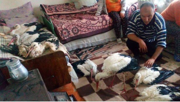 O familie a adăpostit mai multe berze în locuință