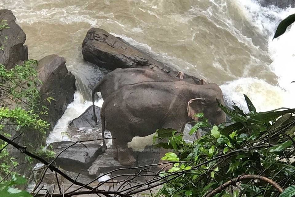 В Таиланде пять слонов погибли, пытаясь спасти слонёнка из водопада.