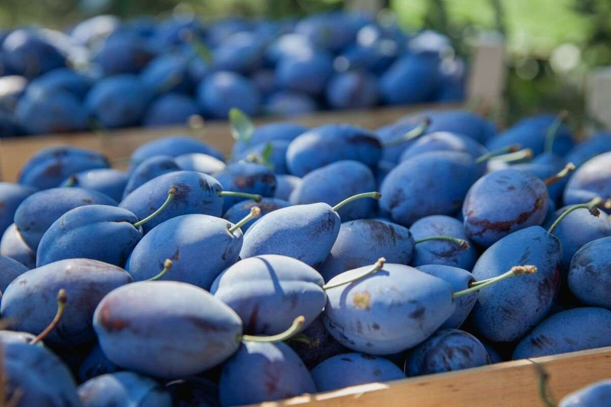 Moldova își consolidează pozițiile pe piața României datorită recoltei reduse de prune.