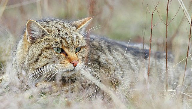 Домашние кошки остаются дикарями. Фото: Péter Csonka