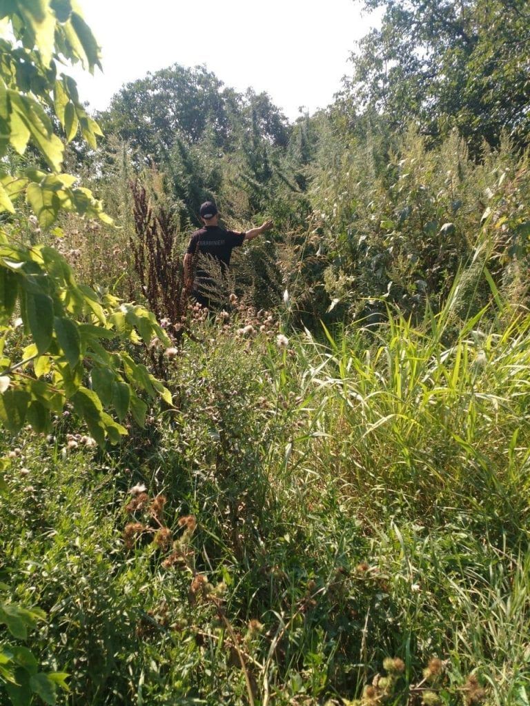 Полиция Комрата проводит мероприятия по выявлению и уничтожению конопли.