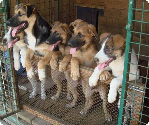Всего в Молдове действуют восемь приютов для домашних животных. Фото: catsnnov.ru