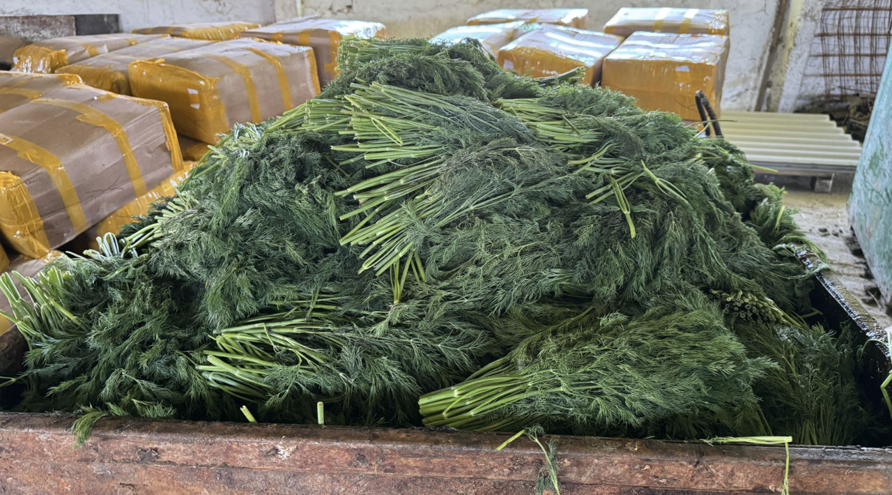 ANSA a distrus 10 tone de mărar de import contaminate cu pesticide.