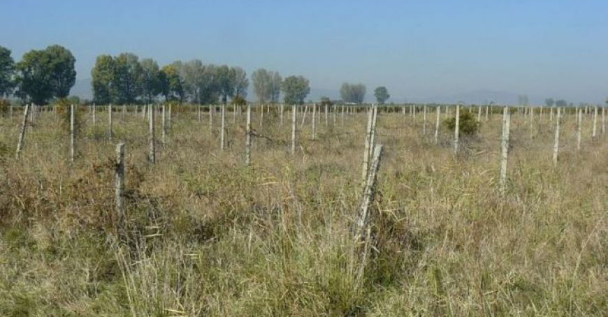 Более 120 га виноградников Технологически-экспериментального курорта «Кодры» в заброшенном состоянии