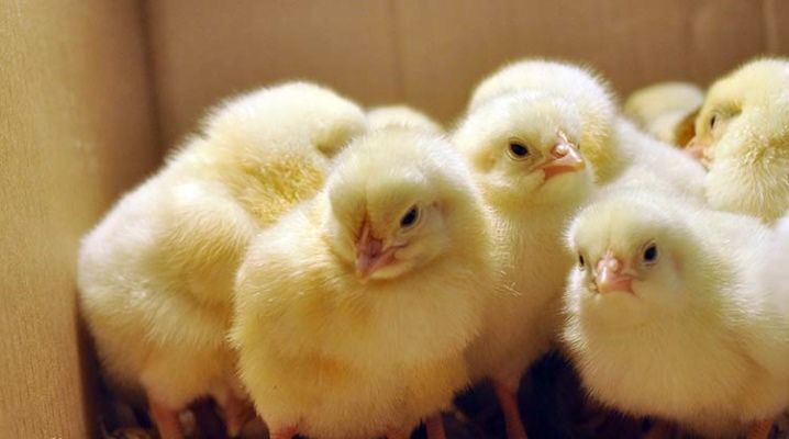 В Кишинёве появились в продаже первые цыплята, утята и гусята.