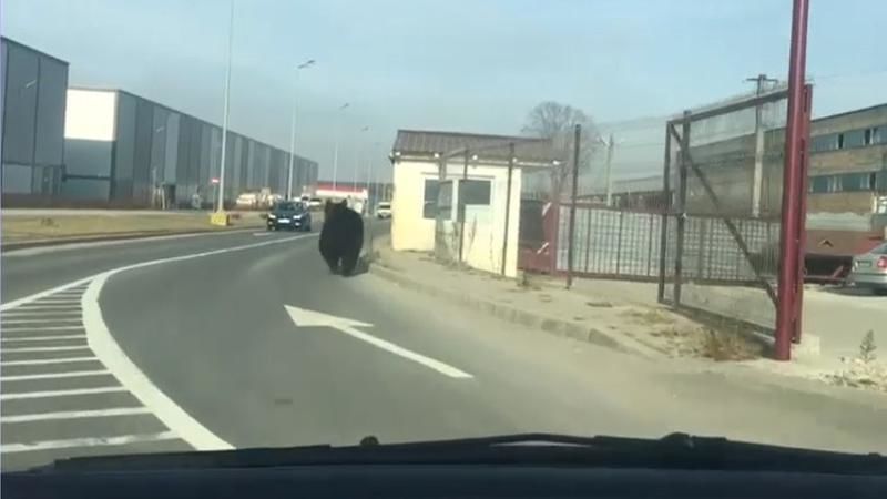 По Брашову несколько часов гулял медведь.