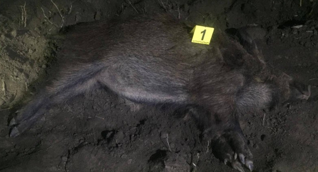 Вблизи государственной границы задержали двух браконьеров.