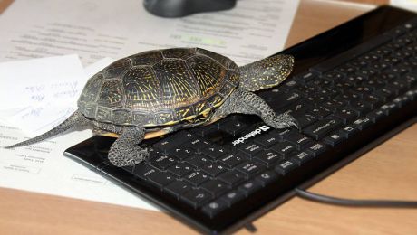 Ministrul Mediului a venit la serviciu cu o broască ţestoasă. Foto: VALERIU MUNTEANU // Facebook.com