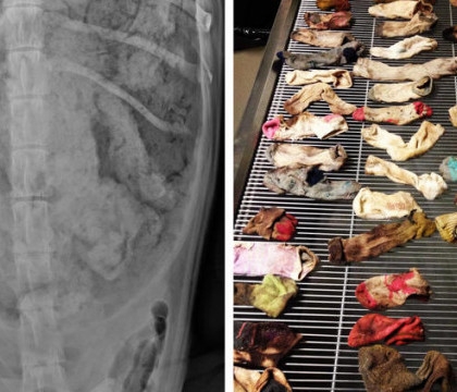 Un veterinar a gasit 43 de sosete in stomacul unui caine care a ajuns la spital dupa ce stapanul sau si-a dat seama ca ceva este in neregula.