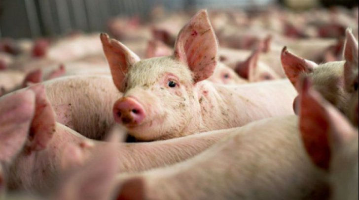 Carantină la Sângerei, după ce a fost depistat un focar de pesta porcină