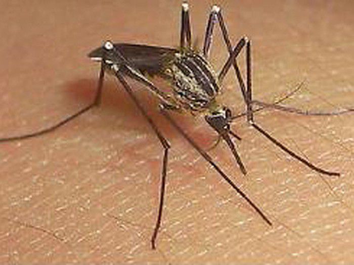 O femeie însărcinată din Spania, diagnosticată cu virusul Zika. Foto: mediafax.ro