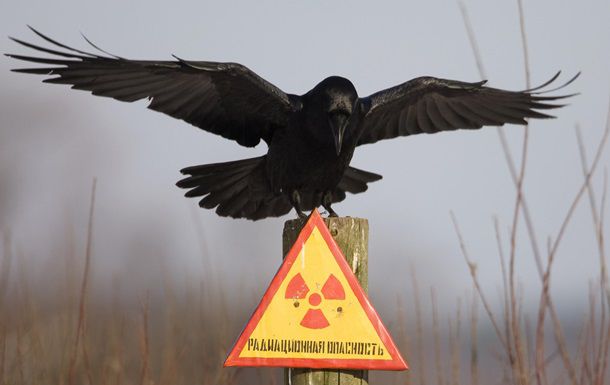 Ученые объяснили выживание животных в зоне отчуждения ЧАЭС.