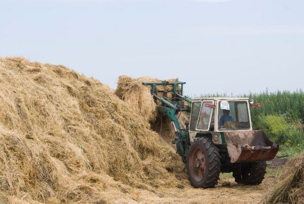 У большинства садоводов потери составили от 70% до 90% урожая.