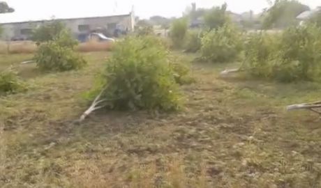 54 дерева 5-6-летнего возраста были вырублены за ночь.