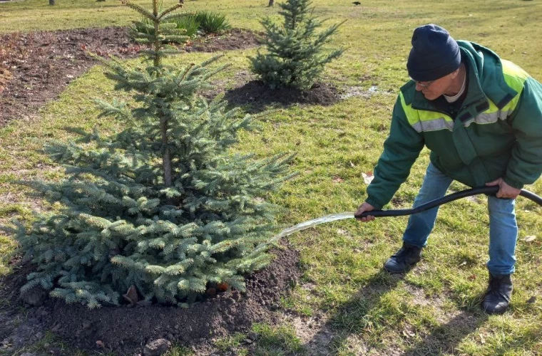 В столице высажены сотни елей.