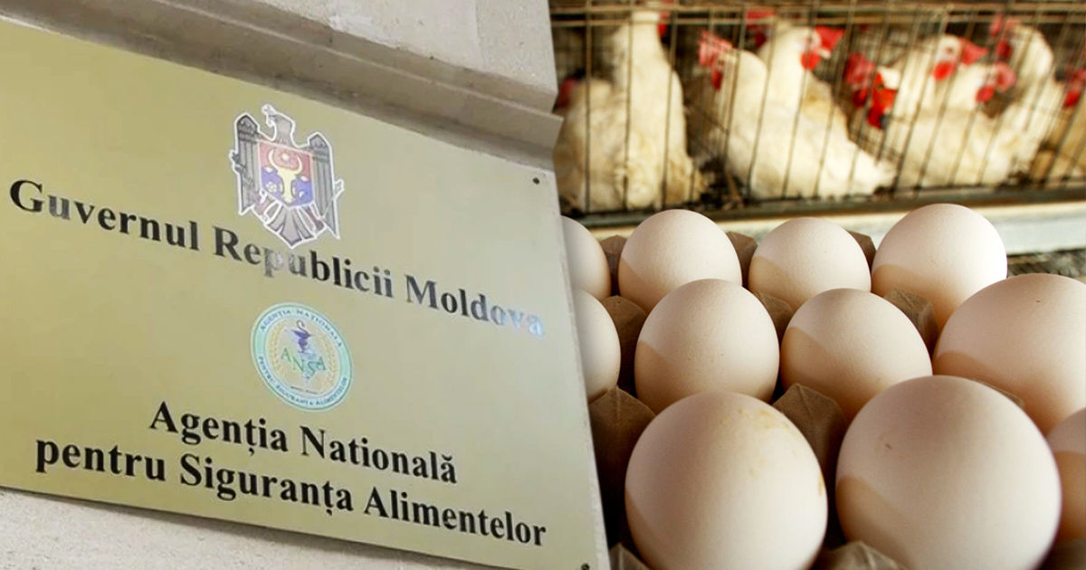 ANSA о запрете Украины на ввоз мяса птицы и яиц из РМ: Мы туда не экспортируем. Коллаж: Point.md