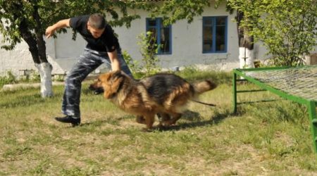 «Русскоязычных» лаек готовят к выходу на пенсию.