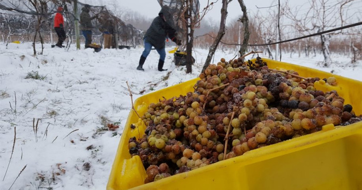 По словам эксперта, такой тёплой зимы виноделы не видели много десятков лет.