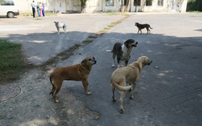 Acum o săptămână și la Cojușna vânătorii au împușcat mai mulți câini.