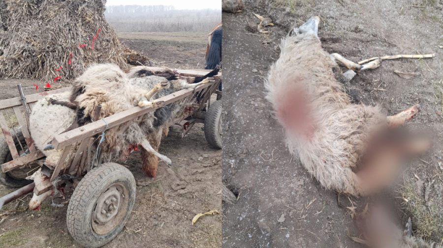 Все произошло на глазах хозяйки овчарни. 